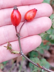 Rosa canina