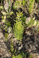 Leucadendron platyspermum