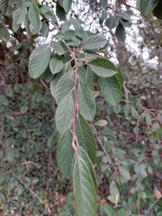 Cotoneaster coriaceus