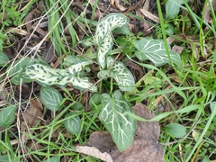 Arum italicum