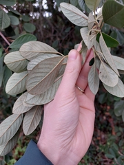 Cotoneaster coriaceus