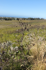 Leucadendron platyspermum
