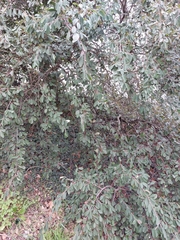 Cotoneaster coriaceus