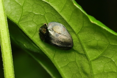 Stolas contubernalis