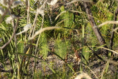 Leucadendron platyspermum
