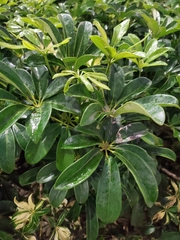 Heptapleurum arboricola