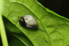 Stolas contubernalis