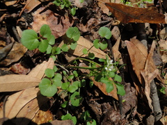 Cardamine occulta