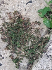 Euphorbia thymifolia