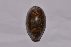 Lyncina lynx