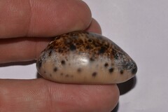 Lyncina lynx
