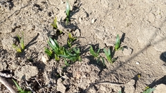 Sternbergia colchiciflora