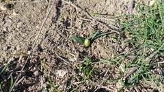 Sternbergia colchiciflora