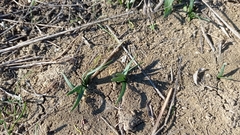 Sternbergia colchiciflora