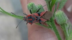 Spilostethus furcula