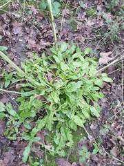 Scrophularia auriculata