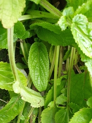 Scrophularia auriculata