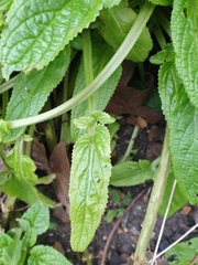 Scrophularia auriculata