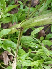 Scrophularia auriculata