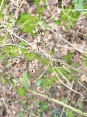 Scrophularia auriculata