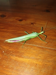 Podacanthus viridiroseus