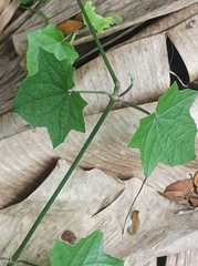 Hydrocotyle acutiloba