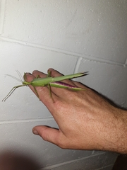 Podacanthus viridiroseus