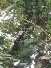 Thunbergia grandiflora