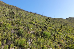 Leucadendron platyspermum
