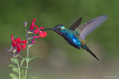 Heliomaster furcifer