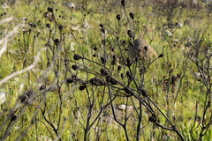 Leucadendron platyspermum