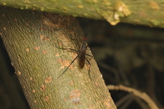 Neriidae