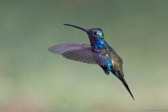 Heliomaster furcifer