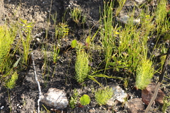 Leucadendron platyspermum
