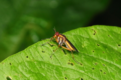 Thecomyia chrysacra