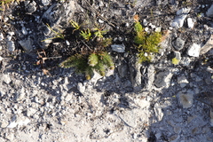 Merciera azurea