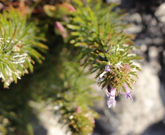 Merciera azurea