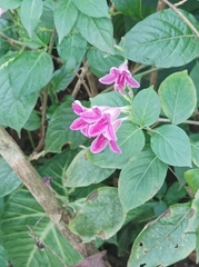 Asystasia gangetica