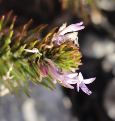 Merciera azurea