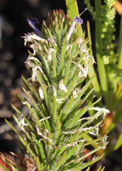 Merciera azurea