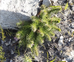 Merciera azurea