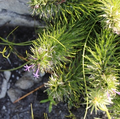 Merciera azurea