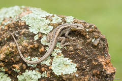 Liolaemus saxatilis
