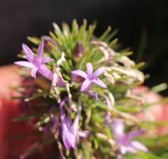 Merciera azurea