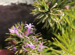 Merciera azurea