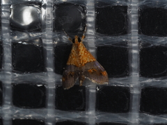 Tetracona amathealis