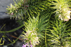Merciera azurea