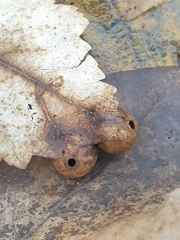 Pediaspis aceris