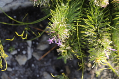 Merciera azurea
