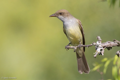 Myiarchus swainsoni